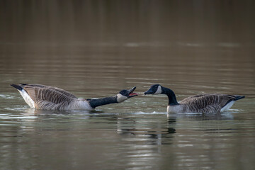 Canada Goose (Branta canadensis) on a lake in mating season. Gelderland in the Netherlands.        ...