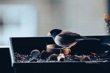 Dark-eyed Juncos Sparrow Eating Seed Bird Feeding Garden Balcony Food Coma Relaxing 