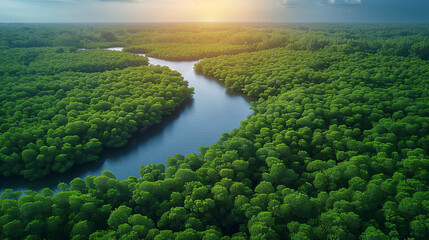 Aerial top view of mangrove forest. Drone view of dense green mangrove trees captures CO2. Green trees background for carbon neutrality and net zero emissions concept. Sustainable green environment. - obrazy, fototapety, plakaty