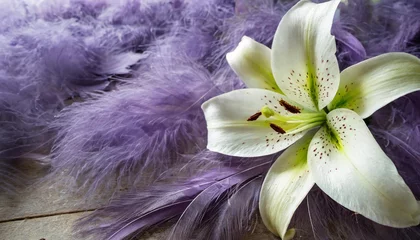 Tuinposter beautiful lily laid on lilac ostrich feather background sparkles and ethereal flowing background for messages with a big lily head atop a large lilac feather for holistic spiritual concept © Diann