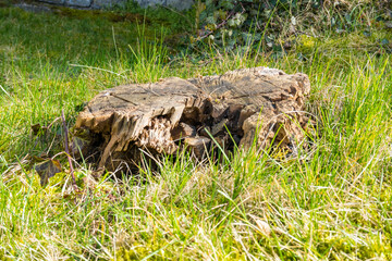 Stump on green grass in the garden. Old tree stump in the park. Early spring