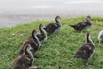 Family of ducks in the grass