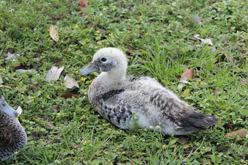 Family of ducks in the grass
