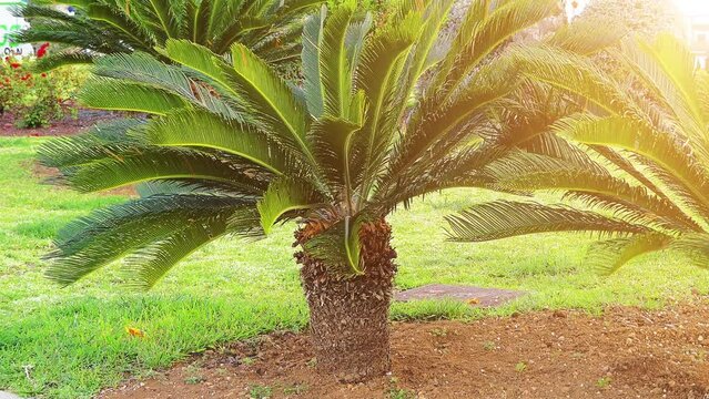 Metroxylon sagu, true sago palm