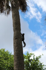 Fototapeta premium Squirrel by itself on the tree 
