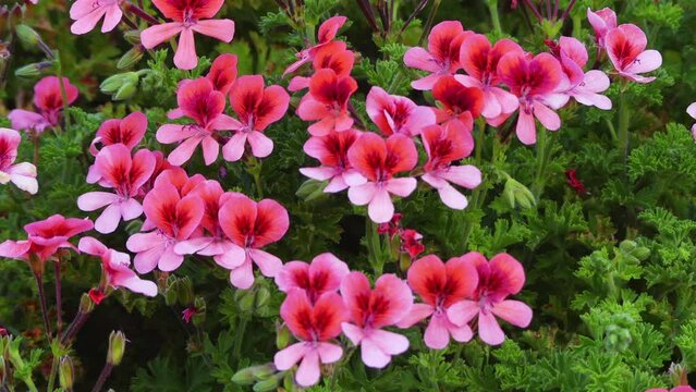 Pelargonium quercifolium is species of geranium