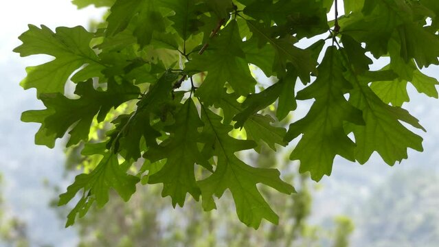 Quercus macrocarpa ( bur oak)