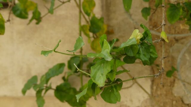 Jasminum sambac (family Oleaceae)