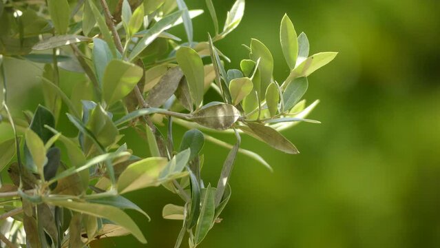 olive, known by botanical name Olea europaea
