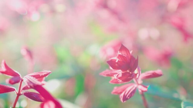 Pink abstract floral background,  soft focus, spring nature, blooming meadow, shallow depth of field. Vintage blur flower. (blurry background)