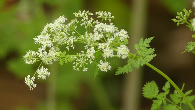 Conium maculatum (poison hemlock)