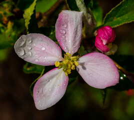 Apple tree flower.
Apple tree blossoms are always a beautiful sight.
