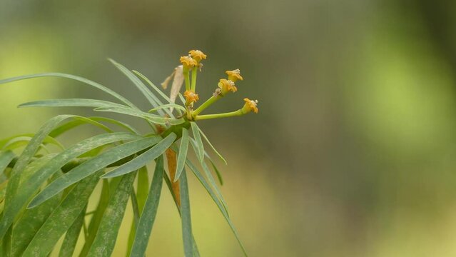 Kleinia neriifolia (Asteraceae)