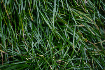 Fototapeta na wymiar beautiful thick green grass after the rain, wallpapers