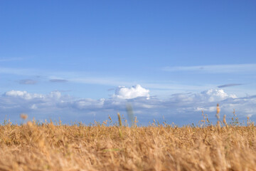field of golden wheat with a blue sky and clouds in the background in summer countryside