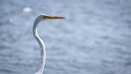 Close-up Portrait of White Heron by Lake. Graceful White Heron with Lake Background. 