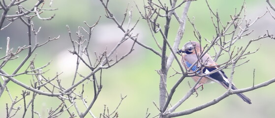 Eurasian Jay on branch, Garulus glandarius, birds of Montenegro	