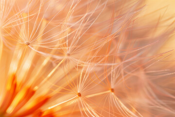soft detailed macro photo of delicate dandelion seeds in peach pink color with light bokeh in the backgrond