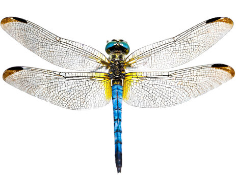 Libelle isoliert auf wei&szlig;en Hintergrund, Freisteller 5