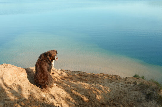 An Australian Shepherd dog gazes over a cliff to the azure sea. The scene captures the pet contemplative moment above the clear, serene waters