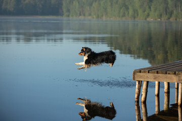 A spirited Australian Shepherd dog leaps from a wooden dock into a tranquil lake. The reflection of...