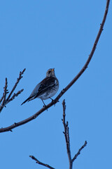 bird, nature, animal, wildlife, wild, snow, robin, sparrow, winter, feathers, brown, beak, water, fauna, birds