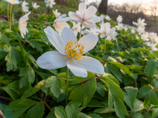 Wood Anemone Anemonoides nemorosa closeup look at the evening sun in the forest
