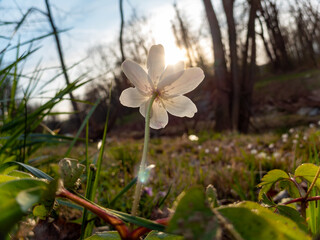 Wood Anemone Anemonoides nemorosa closeup look at the evening sun in the forest