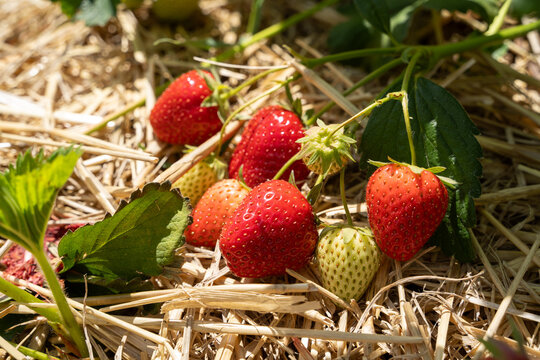 Strawberries in the field in spring 