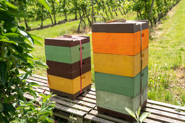 Colorful beehive styrofoam boxes in the countryside