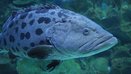 Big Grouper in the deep water