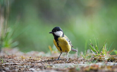 Great tit (Parus major), resting on an old stone wall covered in moss - 763512638