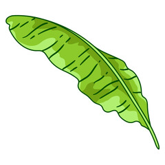 Illustration of banana palm leaf. Decorative image of tropical foliage and plant. - 763512666