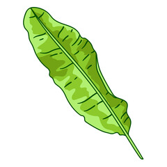 Illustration of banana palm leaf. Decorative image of tropical foliage and plant. - 763512814
