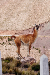 guanaco standing on stone in the Andes mountain range surrounded by scenic landscape in the Argentine province of Jujuy