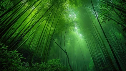 Gordijnen bamboo forests in China, through breathtaking landscape photos that showcase the lush greenery and tranquil atmosphere. © lililia