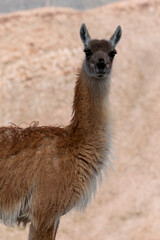 guanaco close up in the Andes mountain range surrounded by scenic landscape in the Argentine province of Jujuy