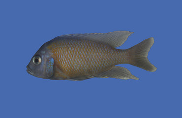 blackchin tilapia fish ( sarotherodon melanotheron ) swim in the water
