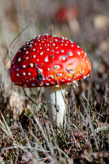 Fly Agaric or Amanita Muscaria Mushroom. Amanita mushrooms with white dots close-up in the forest.
