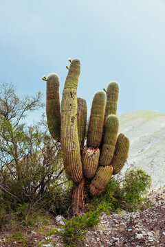 A huge specimen of cardon cactus, Pachycereus pringlei,  flowered in the Andes mountain range, Jujuy, Argentina.
