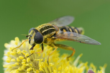 Closeup on a Hayling Billy hoverfly, Helophilus pendulus feeding yellow pollen of a Willow catkin