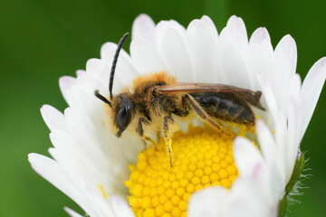 Closeup on male red-tailed mining bee, Andrena haemorrhoa in a yellow white common daisy flower, Bellis perennis