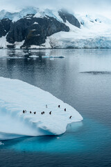 Group of Gentoo penguins jumping around an ice berg in Antarctica © Michael