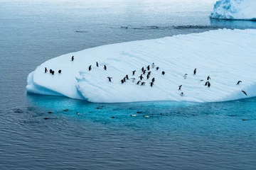 Fotobehang Group of Gentoo penguins playing around on Iceberg in Antarctica © Michael
