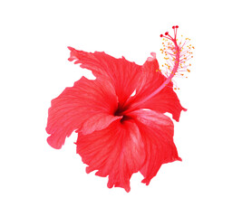 Red hibiscus flower transparent png