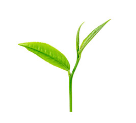 green tea leaf transparent png