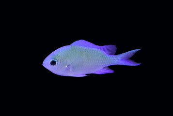 blue green chromis fish ( fancy fish) swim in the water
