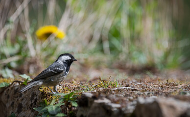 coal tit (Periparus ater), resting on a stone wall - 763516213