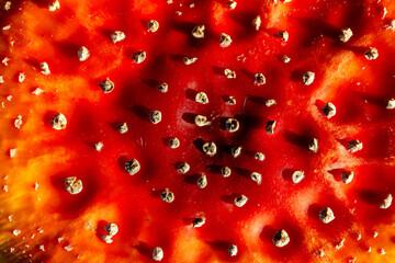Fly agaric seen from above. Very interesting structure or background.
