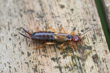 Closeup on a European earwig, Forficula auricularia sitting on wood